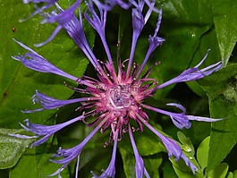 開花,紫,花