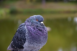 性質(zhì),鳥,動(dòng)物
