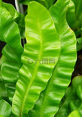 asplenium,蕨类,厂
