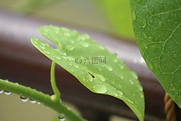 心脏叶moonseed,tinospora草,tinospora