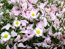 春天,雛菊,野花