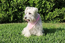 狗,schnauzer,寵物