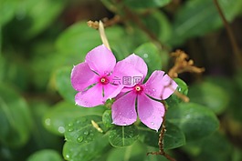 perivincle,花,兩