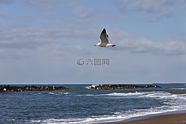 動(dòng)物,天空,云