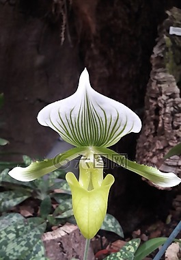 花,自然,植物區(qū)系