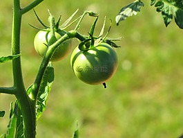 tomatoe,植物,自然