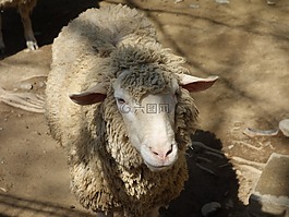 羊,動物園