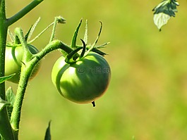 tomatoe,蔬菜,花园