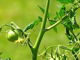 tomatoe,蔬菜,花园
