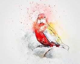 鳥,顏色,羽毛