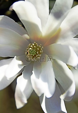 开花,白,白色 blütlentracht