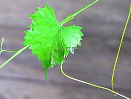 muscadine,藤,花的