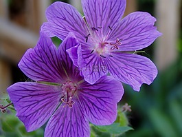 開花,春天,花