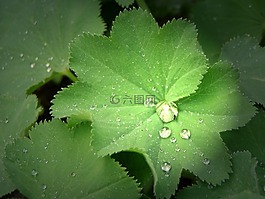 雨,滴,植物