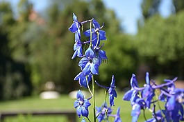 不要忘了我,花,藍(lán)色的花瓣
