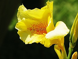 鳶尾花,花,盛開(kāi)