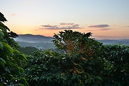咖啡,木材,黃色