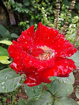 花,性質(zhì),紅色