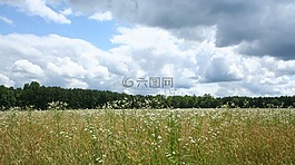 草甸,暴風(fēng)雨的烏云,野生花卉