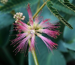 花的,植物,自然