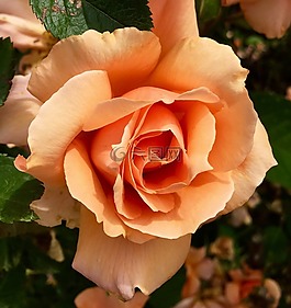 花,玫瑰,花瓣