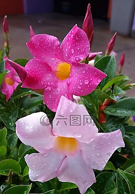 紅,鮮花,粉紅色