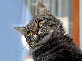 猫咪,欧洲猫,gatto soriano