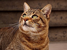 猫咪,欧洲猫,gatto soriano
