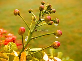 露水,露珠,花