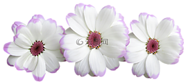 鮮花,白,裝修