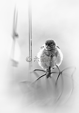 訪問,麻雀,鳥