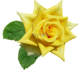 玫瑰,黃色,花