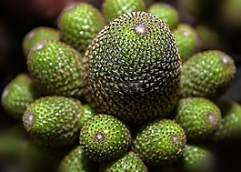 仙人掌,冠仙人掌,rebutia heliosa