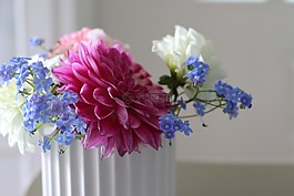 花卉,花,內(nèi)