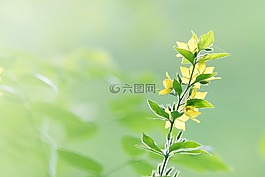 花,背景,溫柔
