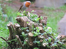 知更鸟,erithacus rubecula,鸟