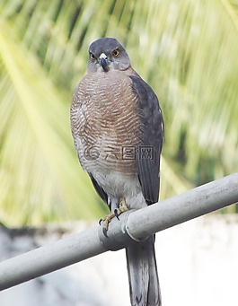 鴿子,鳥,動物群