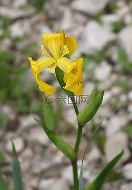 虹膜,花卉,鮮花