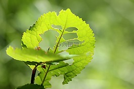 葉,樹,綠色