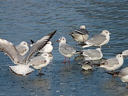 海鷗,鳥(niǎo)類(lèi),waser