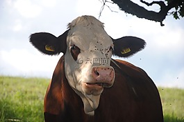 牛,性質(zhì),牛肉