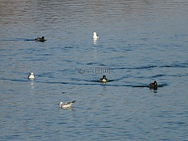 海鷗,鴨,游泳