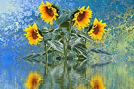 太陽花,夏季,太陽