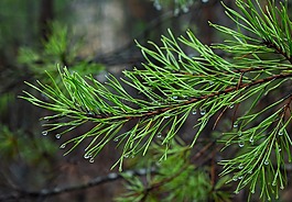 雨水落在松针,雨,滴