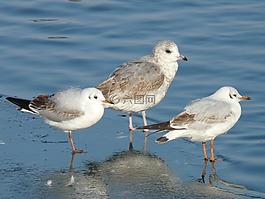 海鷗,鳥,動物