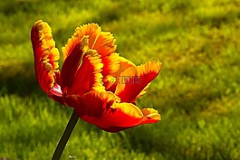 花,植物,花卉