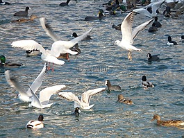 海鷗,鴨,coots