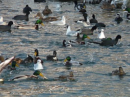 海鷗,鴨,coots