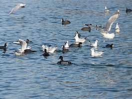 海鷗,鴨,coots