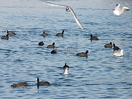 海鷗,coots,水